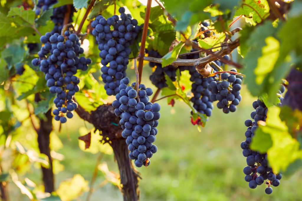 Reach Out to Designated Drivers Napa Sonoma to Book Your Wine Tour